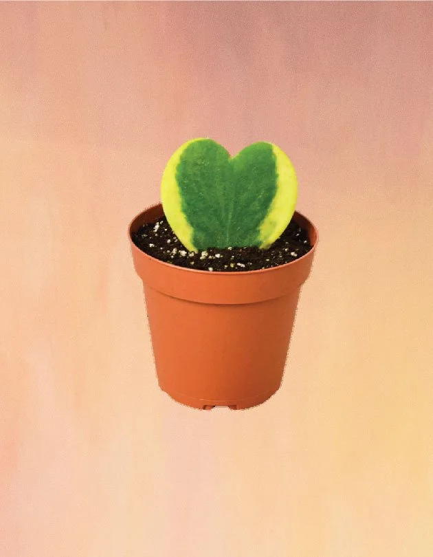 Hoya Sweetheart Variegated – Heart-Shaped Wax Plant, Low